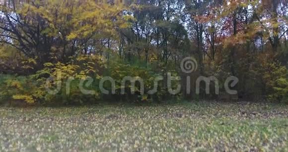 在公园里飞过秋天的彩树视频的预览图