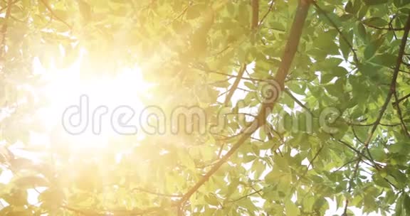 一棵桦树靠在太阳上绿叶复古分级效果视频的预览图