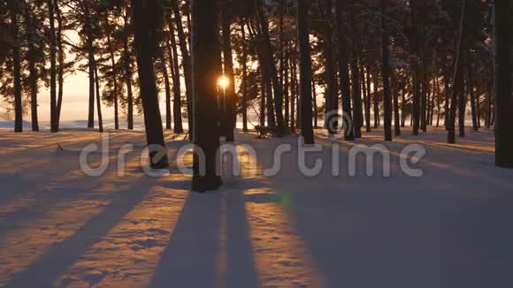 公园里的松树覆盖着雪明亮的阳光照亮了树木和雪美丽的圣诞冬林视频的预览图