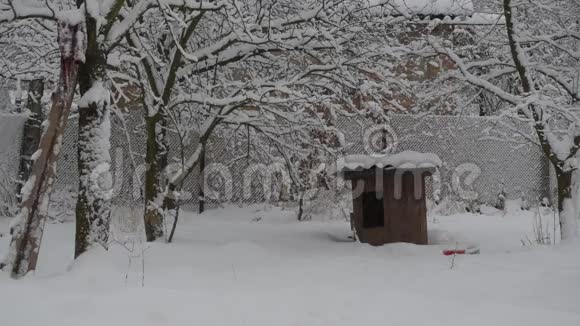 雪落在木制狗舍的背景上视频的预览图