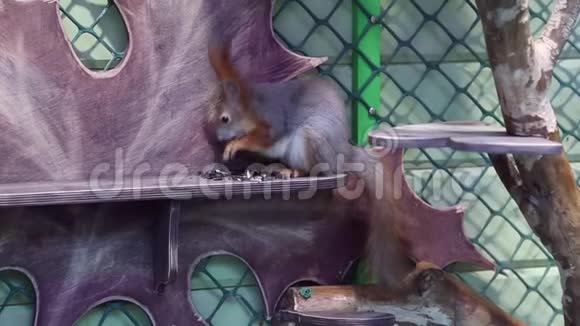 松鼠吃葵花籽视频的预览图