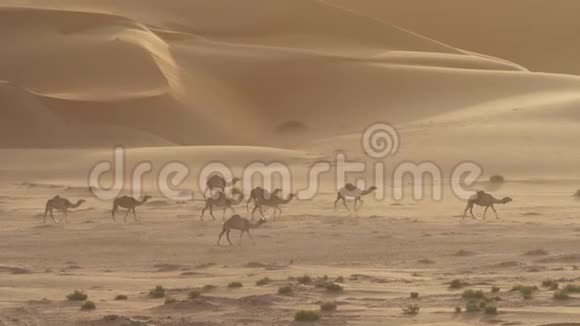 清晨骆驼在阿拉伯联合酋长国RubalKhali沙漠沙丘的背景下牧场视频的预览图