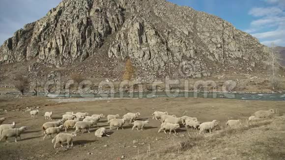 羊群在一个风景如画的地方放牧这里有山景视频的预览图