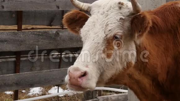 牛头的特写咀嚼青草农场里的牛慢动作视频的预览图