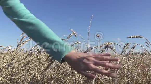 雌手穿过成熟麦秆直到晴天视频的预览图