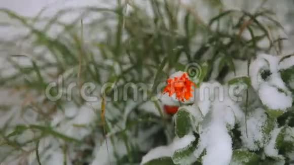 雪中冰冻的橙花视频的预览图