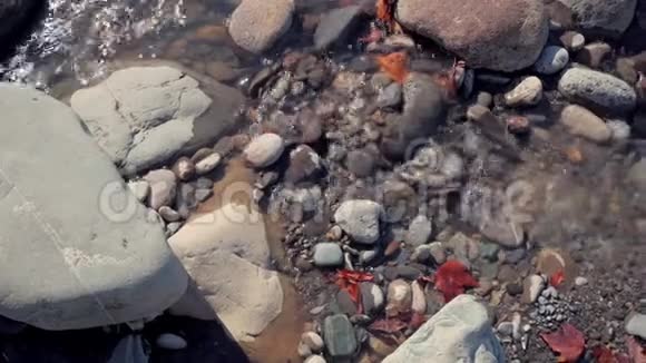 水中的石头和红叶视频的预览图