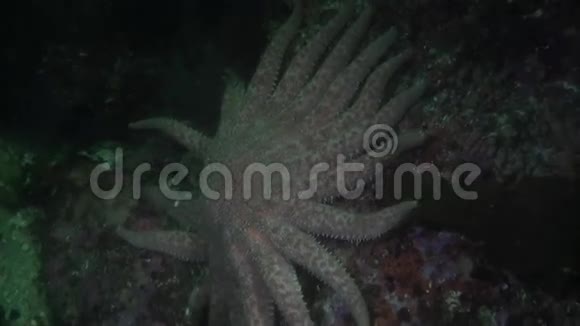 阿拉斯加海洋中水下令人惊叹的珊瑚背景上的仙人掌视频的预览图