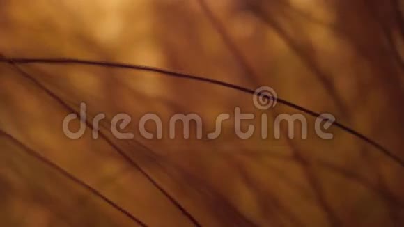 橙色干草在夜间稳定射击4K视频视频的预览图