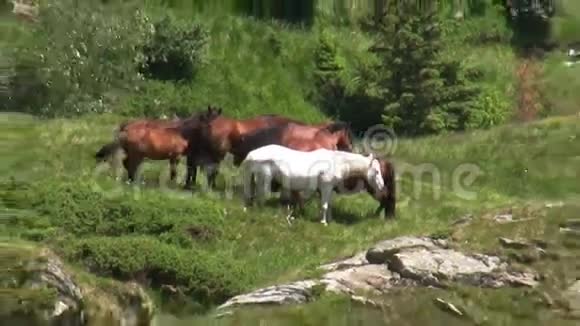 草地上的马放大视频的预览图