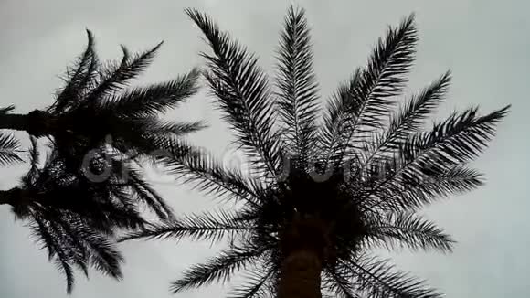 棕榈树在多云的天空下剪影视频的预览图