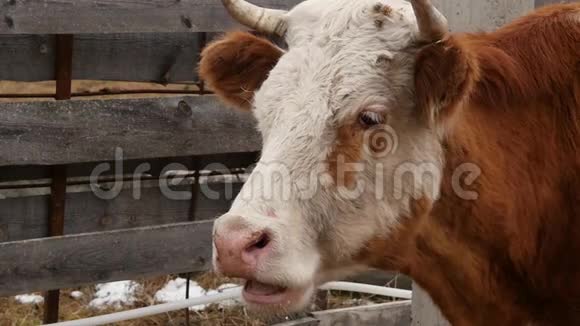 牛头的特写咀嚼青草农场里的牛慢动作视频的预览图