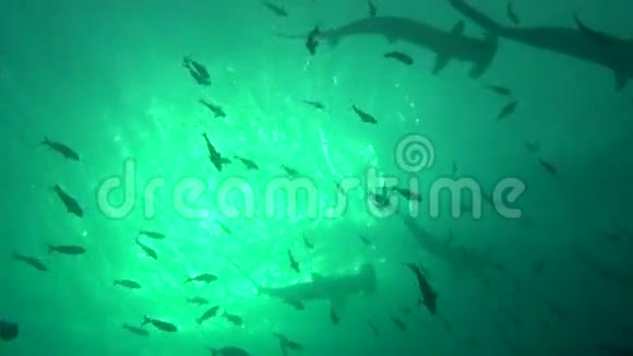 加拉帕戈斯海水下大锤头鲨鱼群视频的预览图