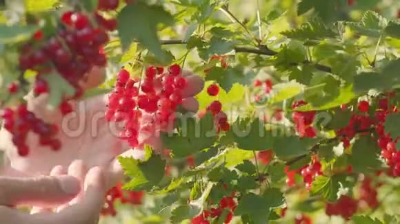 从灌木丛中收获弯曲的醋栗浆果和手的特写视频的预览图