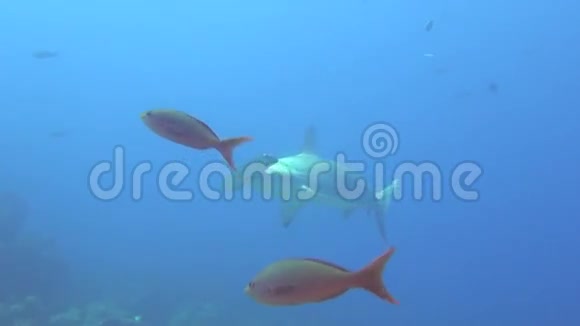 加拉帕戈斯海背景水下景观上的大锤头鲨视频的预览图