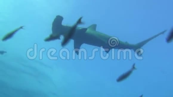 加拉帕戈斯海背景水下景观上的大锤头鲨视频的预览图
