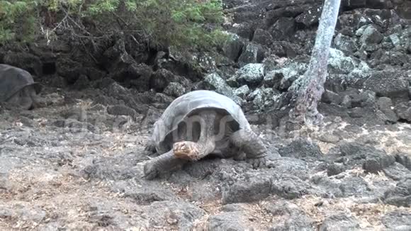 巨大的加拉帕戈斯龟在岩石和绿草圣克鲁斯岛视频的预览图