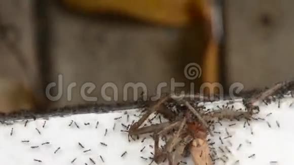 蚂蚁捕捉蜘蛛视频的预览图