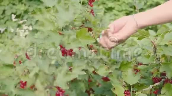 从灌木丛中收获弯曲的醋栗浆果和手的特写视频的预览图
