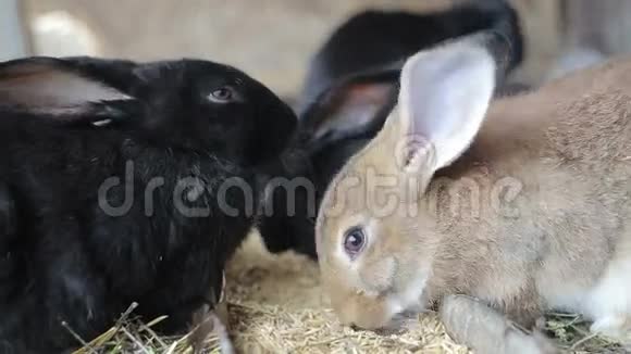 黑兔大兔兔视频的预览图