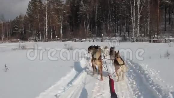 雪橇狗视频的预览图