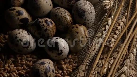 鹌鹑卵产在麦粒上关门视频的预览图