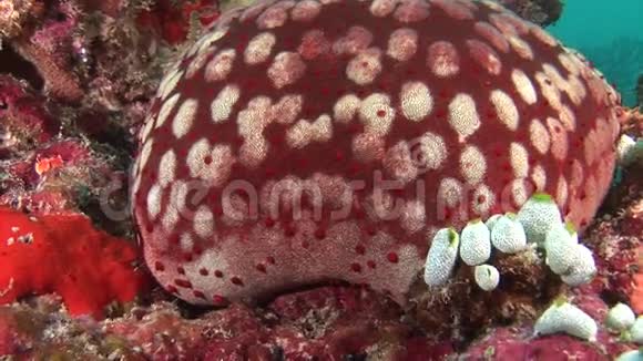 在马尔代夫海域水下的背景红色珊瑚上满是海星视频的预览图