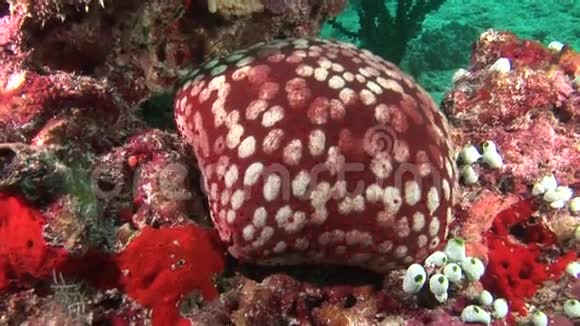 在马尔代夫海域水下的背景红色珊瑚上满是海星视频的预览图