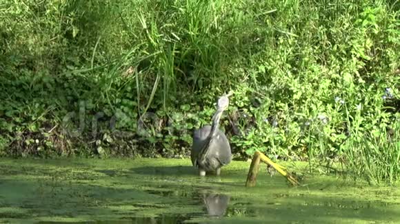 鸟灰鹭在池塘钓小鱼视频的预览图