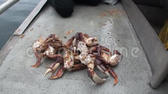 在阿拉斯加太平洋的背景水上煮螃蟹作为食物视频的预览图