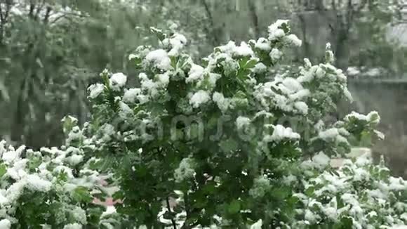 雪是春天潮湿的雪落在绿叶和树木上视频的预览图