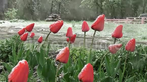 雪是春天潮湿的雪落在红色郁金香的花蕾上视频的预览图
