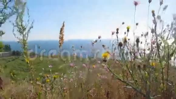 花草和大海视频的预览图