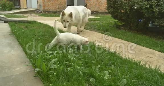 白猫和白狗在绿草地上玩耍视频的预览图