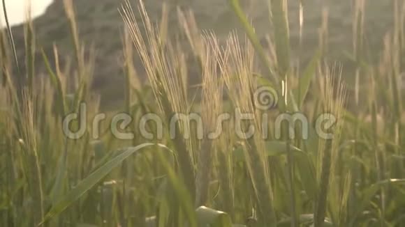 日落时草地上长满了鲜草日落时绿色的小麦在风中摇曳夏季傍晚的田野视频的预览图