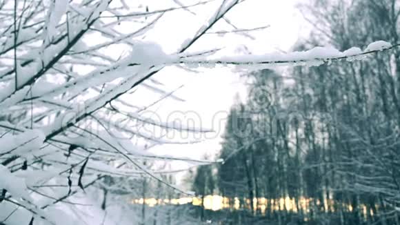 在美丽的雪林中从树枝上抖落雪超慢动作镜头冷色视频的预览图