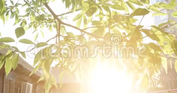 美丽的春天背景清新的榆树叶和灿烂的阳光视频的预览图