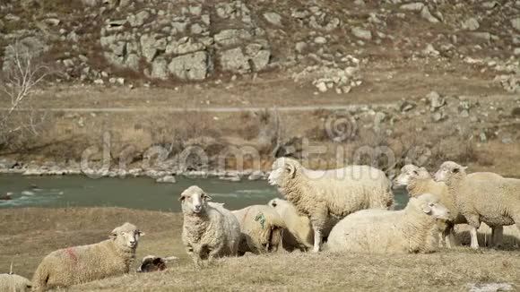 牲畜米色羔羊在山区散步和吃饭视频的预览图