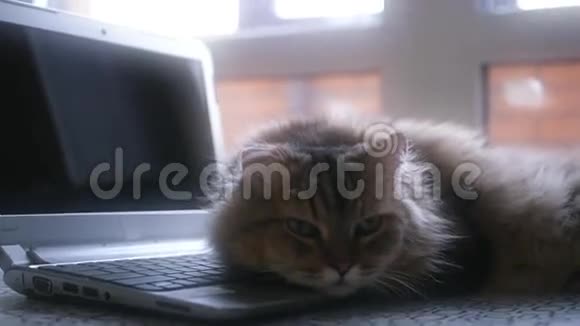 可怜的猫躺在笔记本电脑键盘上1920x1080视频的预览图