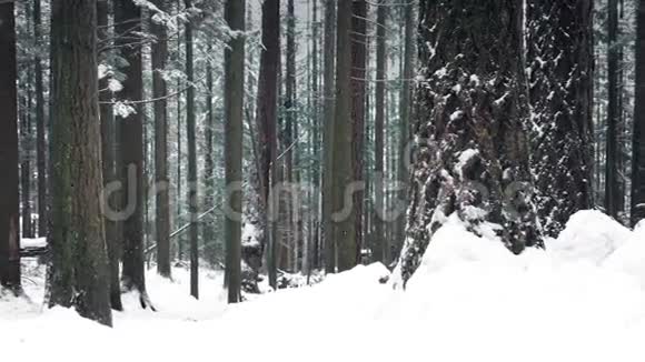 冬天的树林下雪了视频的预览图