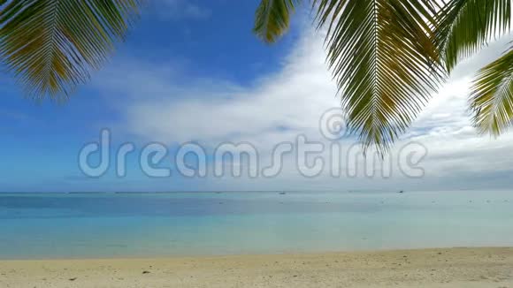 海洋天际线沙滩和棕榈枝视频的预览图