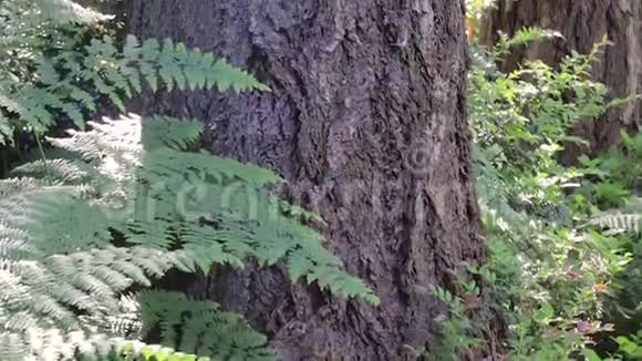 华盛顿州森林中的蕨类和树干视频的预览图