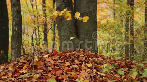 树在风中秋天的季节视频的预览图