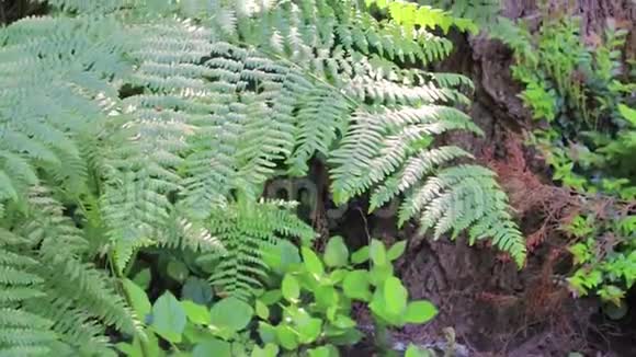 华盛顿州森林中的树干和蕨类植物视频的预览图
