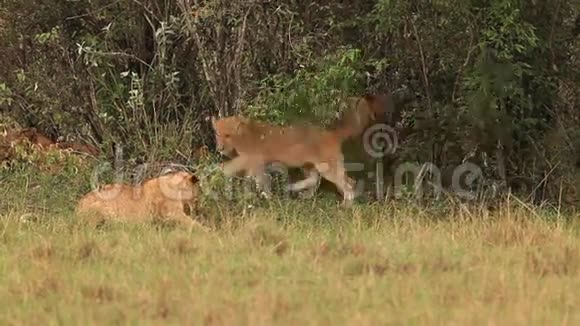 非洲狮子潘特雷拉狮子小组站在布什附近小熊比赛桑布鲁公园在肯尼亚视频的预览图