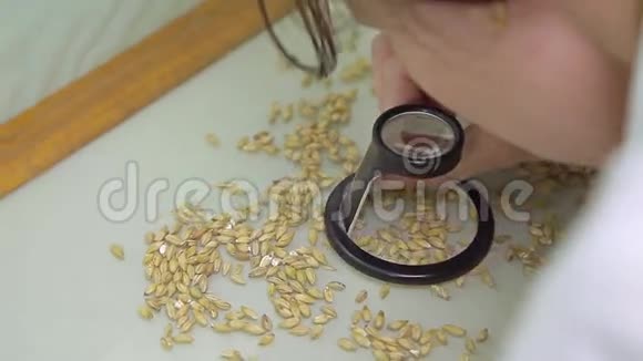 女孩黑麦谷物品质测试视频的预览图
