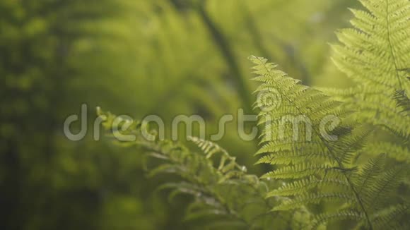 茂密森林中的绿色蕨类植物视频的预览图
