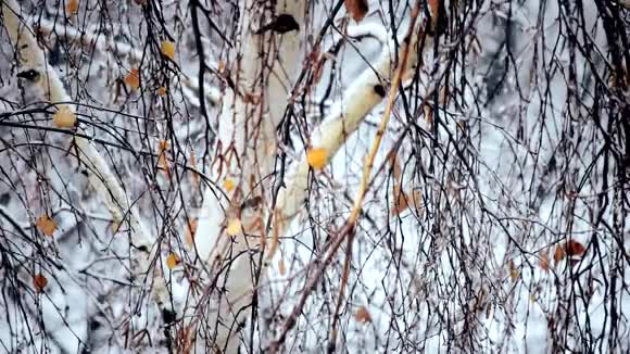 雪落在桦树上有几片叶子视频的预览图