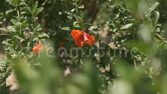 石榴兰在阳光明媚的夏日视频的预览图