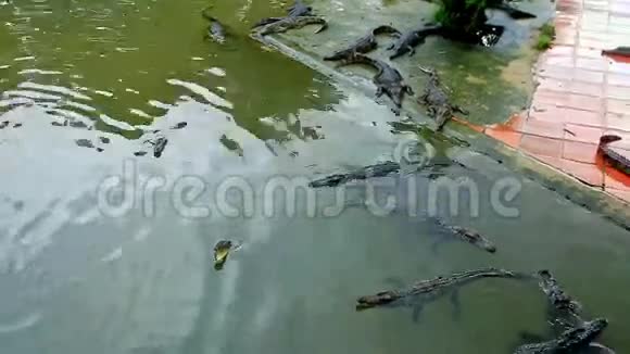 越南养殖场池塘里的鳄鱼在游泳视频的预览图